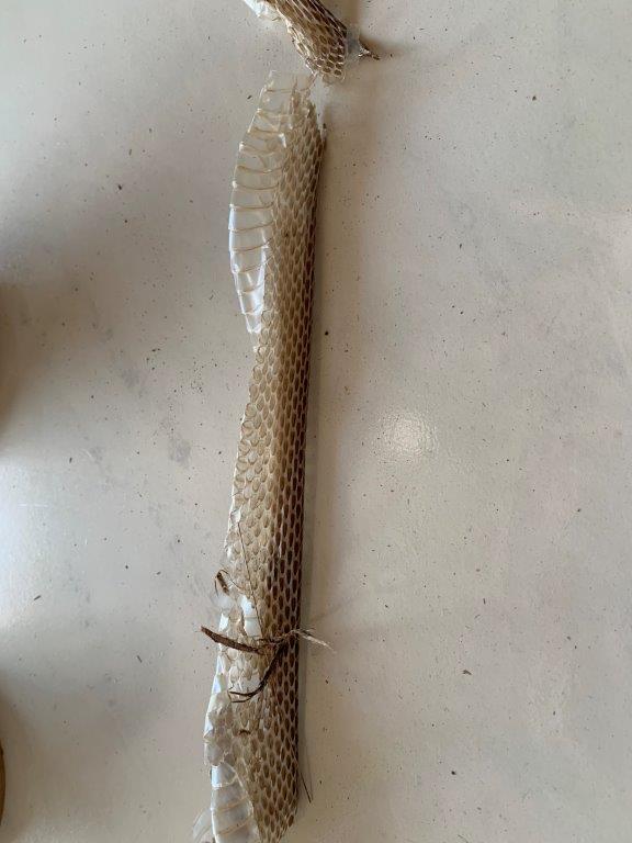 Olympia snake skin