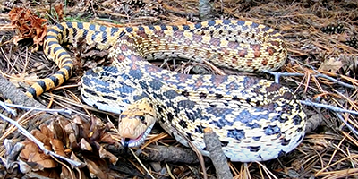 Olympia snake